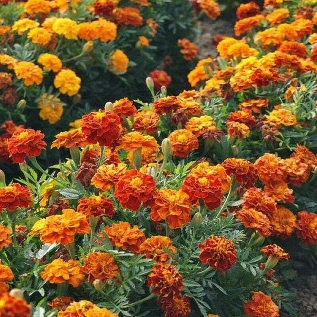 French Marigold Mix LANDSCAPER S PACK BULK Assorted Seeds  Heirloom, Non-GMO, High Germination Organic Garden Seeds