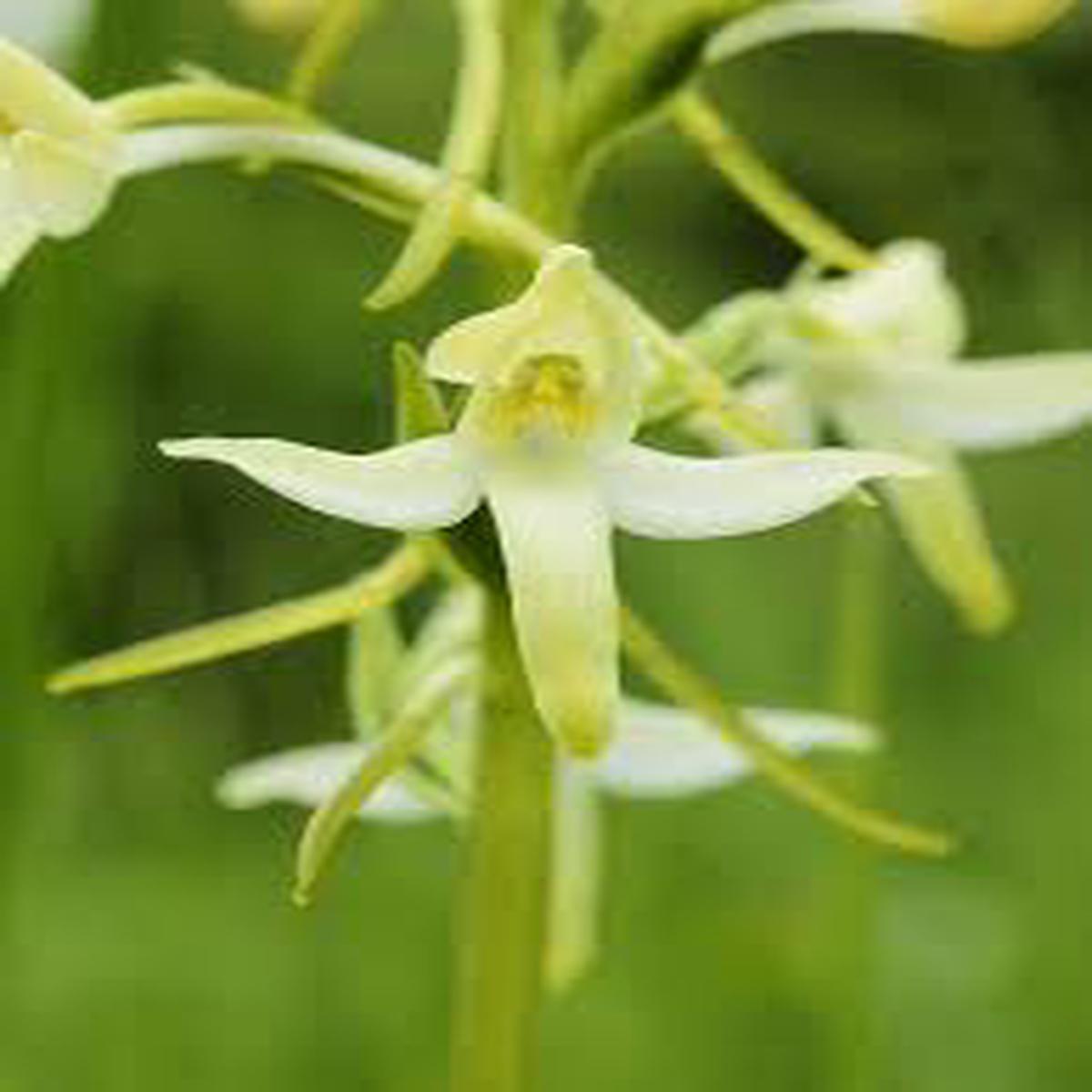 Green Butterfly Orchid Flower Seeds for Planting Sun Loving, Heirloom & Non-GMO Seeds for Home Garden, 100pcs