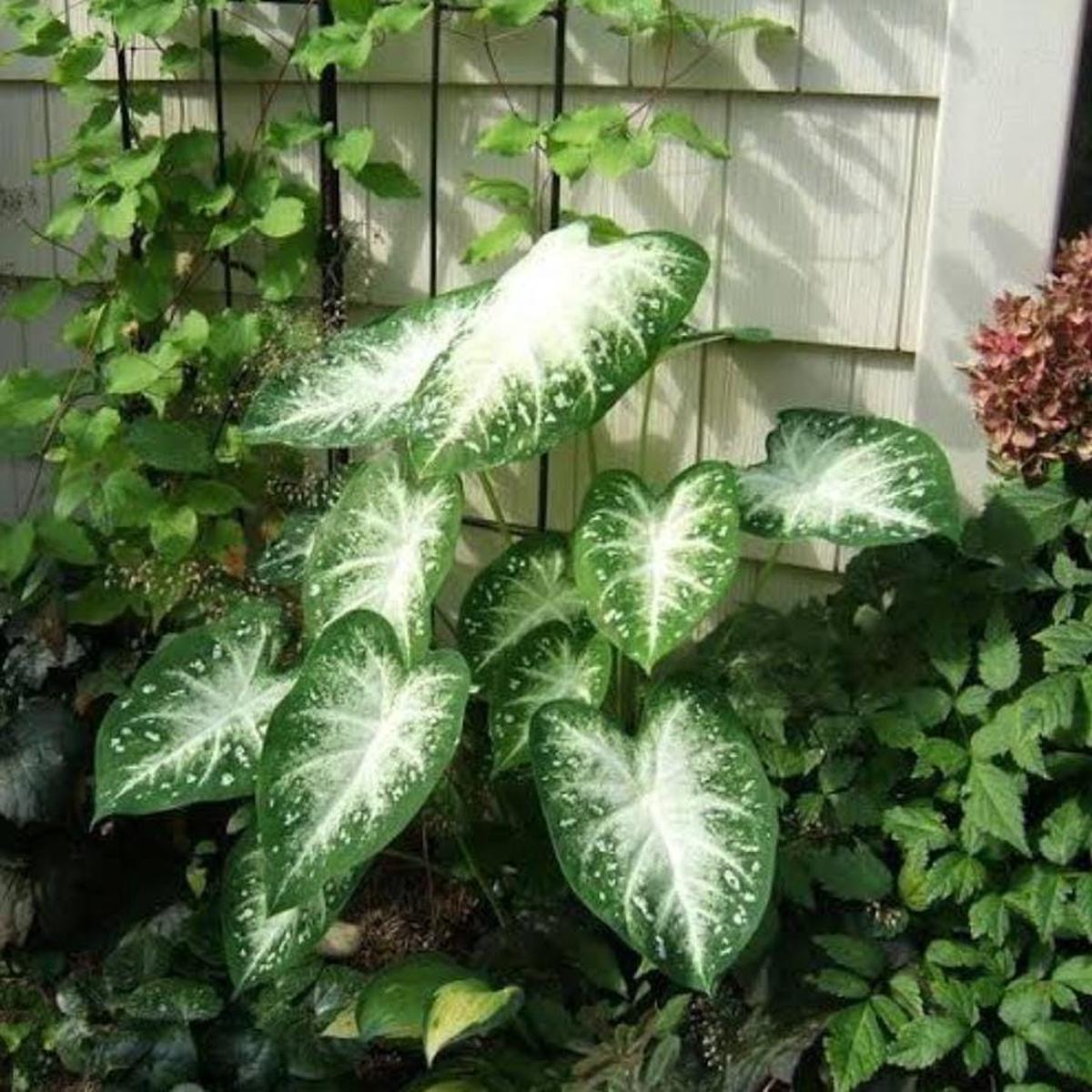 Green Thailand Caladium Flower Seeds for Planting Heirloom, Non-GMO, High Germination Organic Garden Seeds