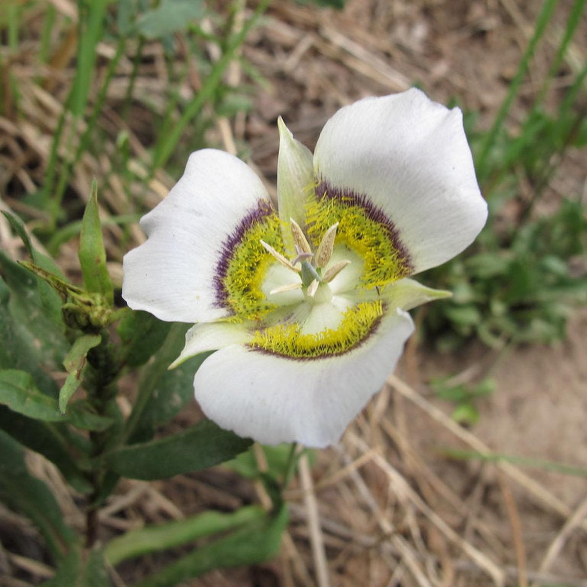 Gunnisonii Flower Seeds for Planting  Heirloom, Non-GMO, High Germination Garden Seeds