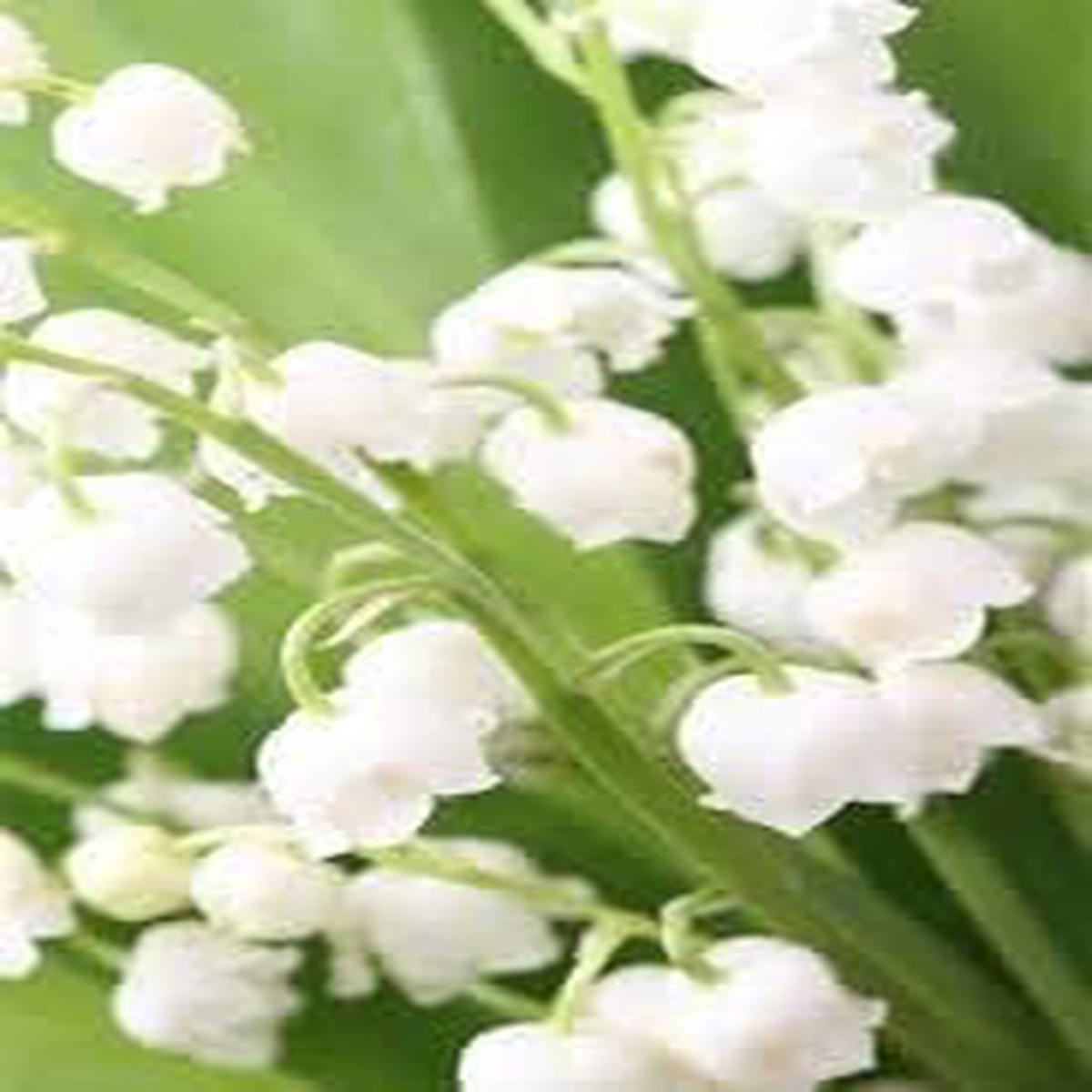 Heirloom Bell Orchid Flower seeds for Planting Fragrant Blossoms Heirloom & GMO Free Seeds for Home Garden