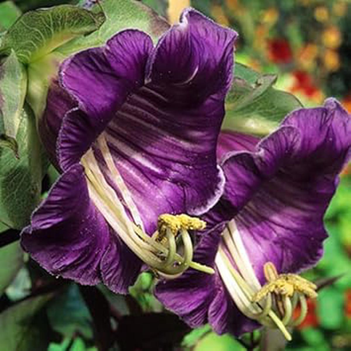 Heirloom Cobaea Flower Seeds for Planting  Non-GMO, High Germination Organic Garden Seeds