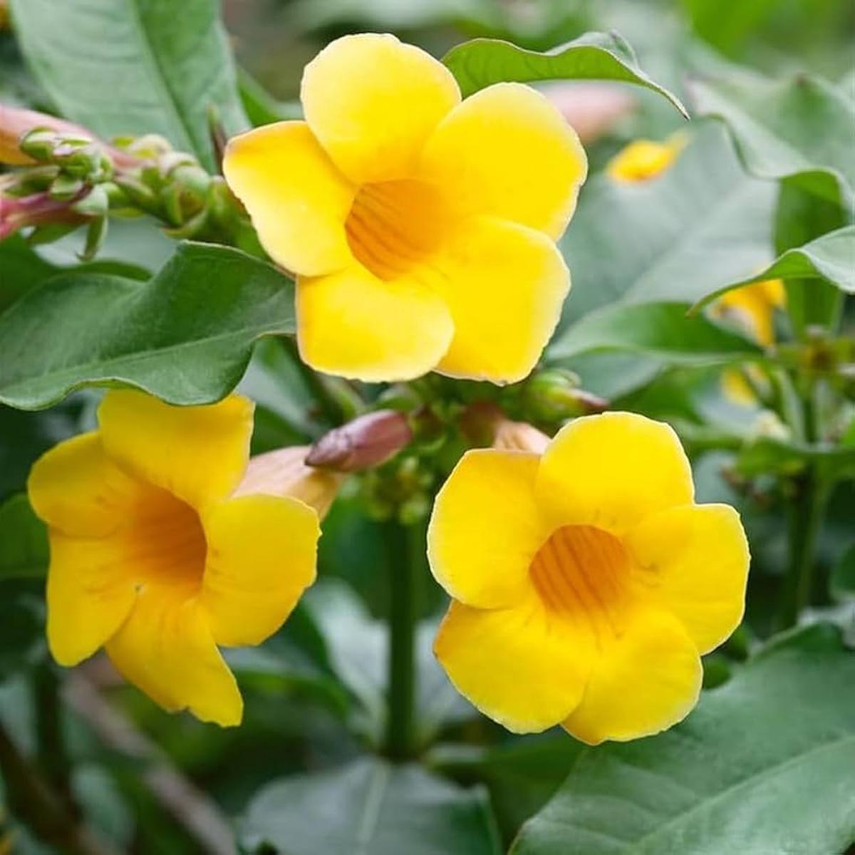 Heirloom Non-GMO Allamanda Flower Seeds for Tropical Garden Planting