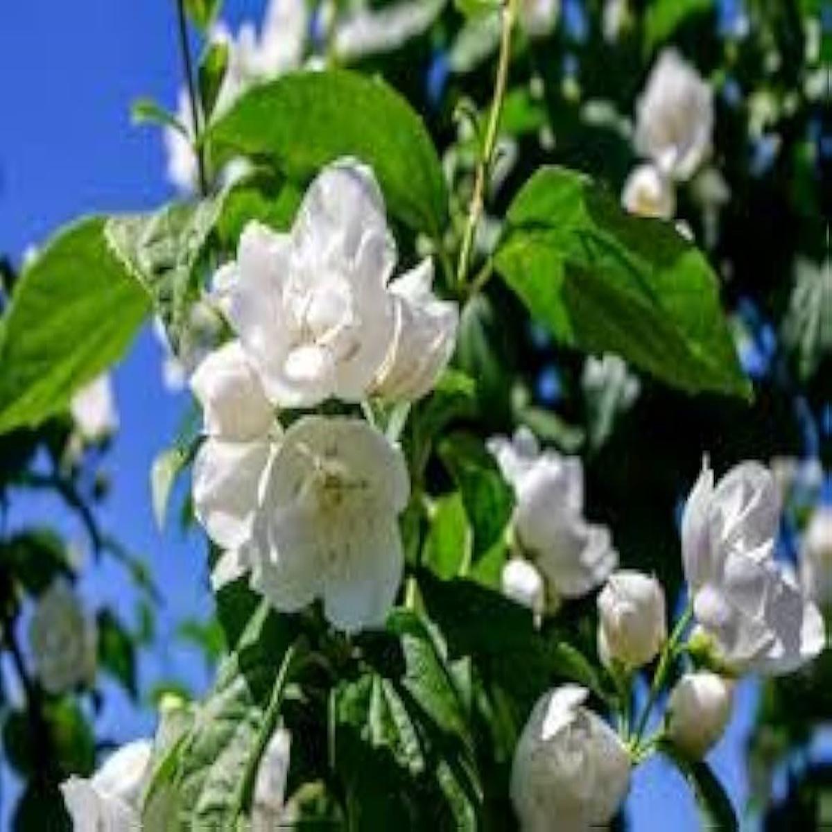 Jasmine Velvet Flower Seeds  Seeds