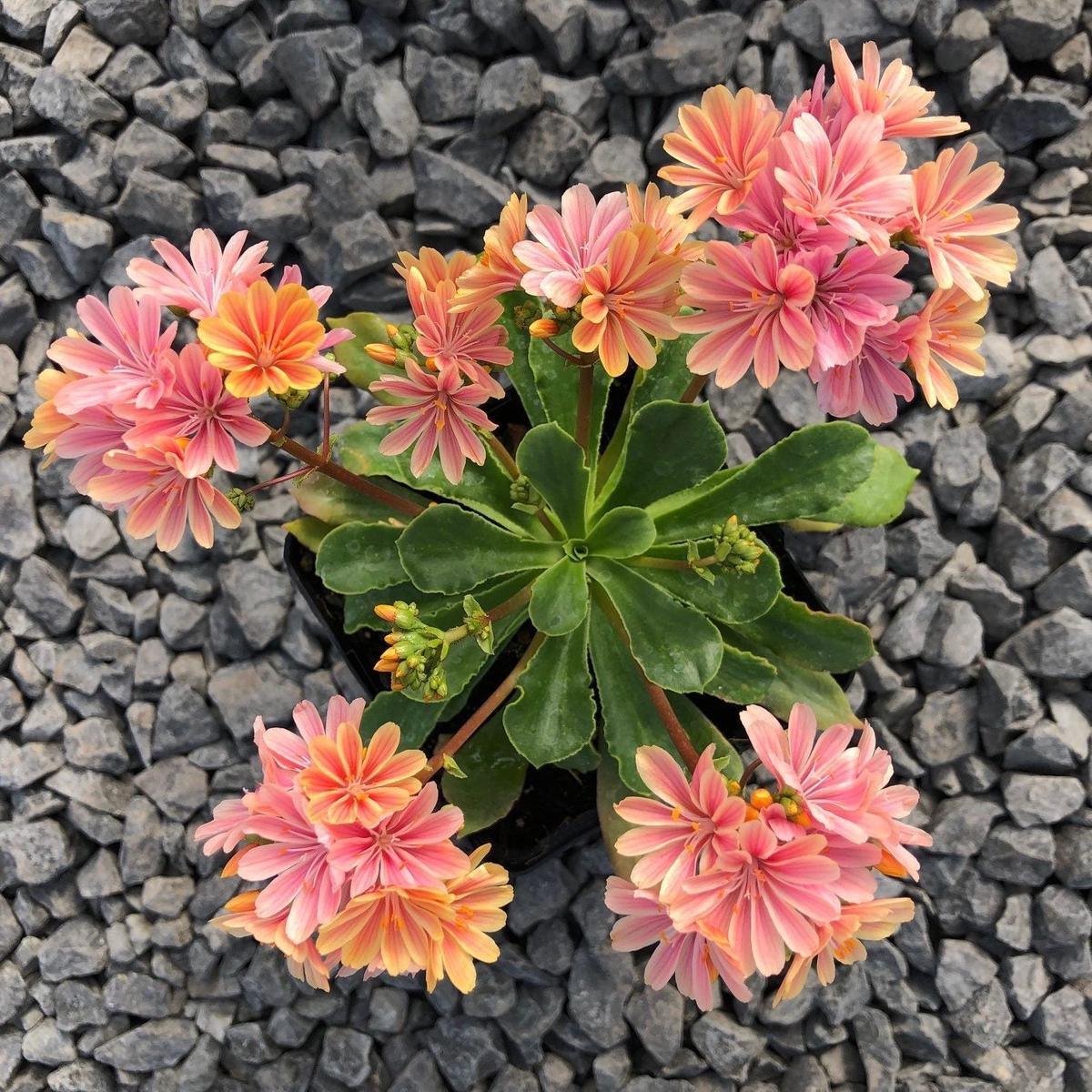 Lewisia Cotyledon Flower Seeds for Planting Sun Loving, Heirloom & Non-GMO Seeds