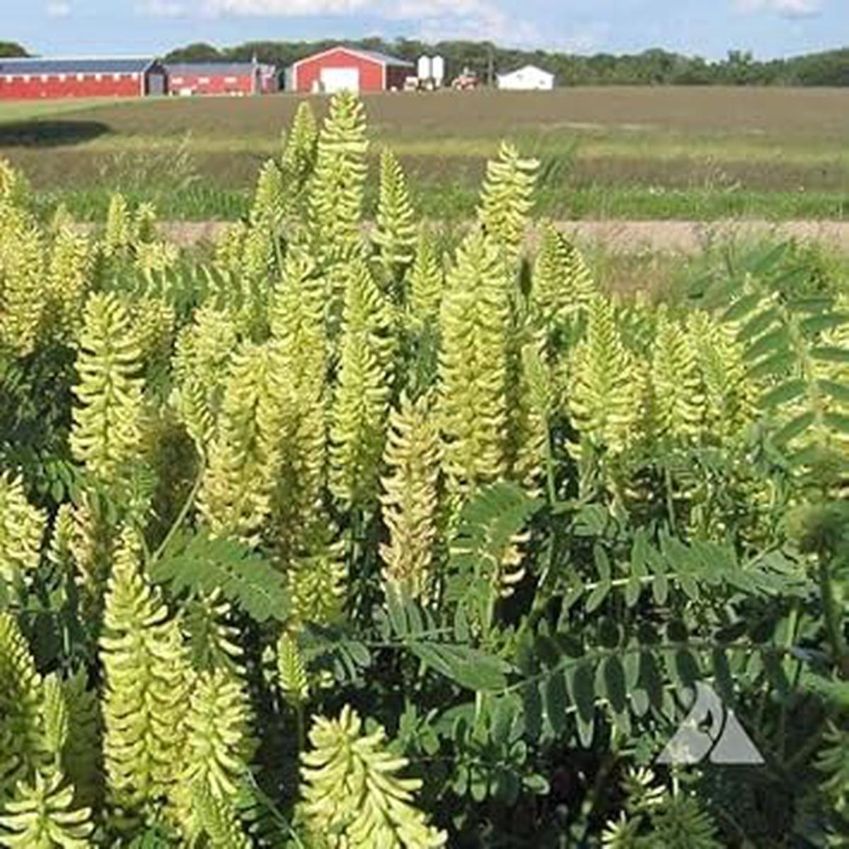 Light Green Astragalus Flower Seeds for Planting | Heirloom Non-GMO High Germination Organic Garden Seeds