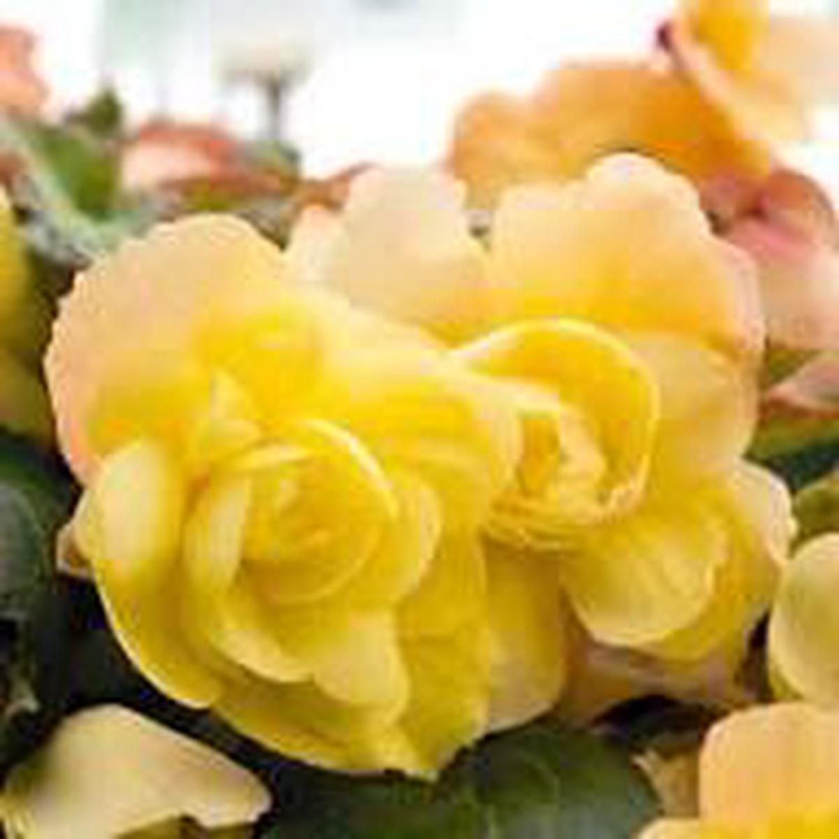 Light Yellow Begonia Flower Seeds for Planting  Heirloom, Non-GMO, High Germination Organic Garden Seeds