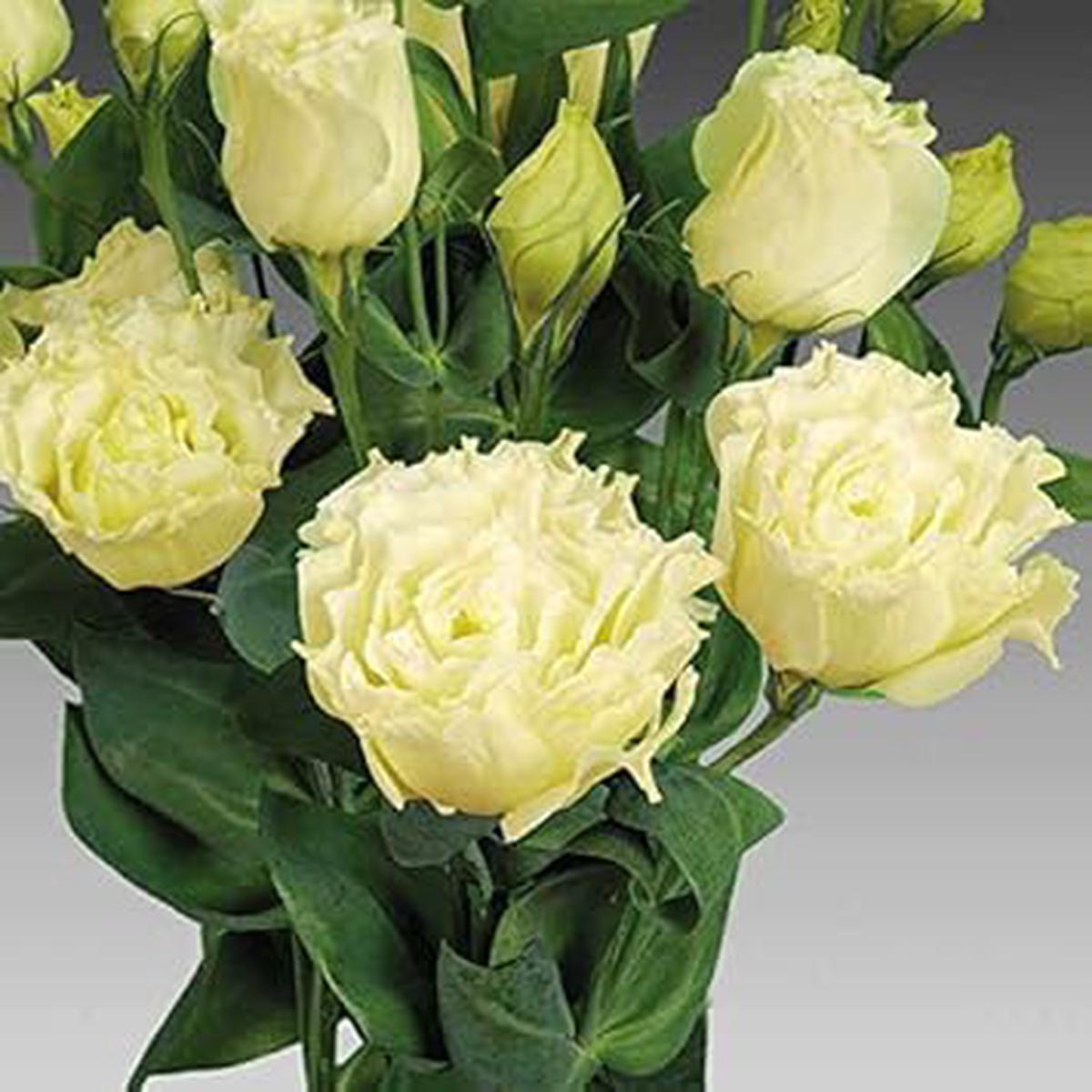 Light Yellow Eustoma (Lisianthus) Flower Seeds  Heirloom, Non-GMO, High Germination Organic Garden Seeds for Planting