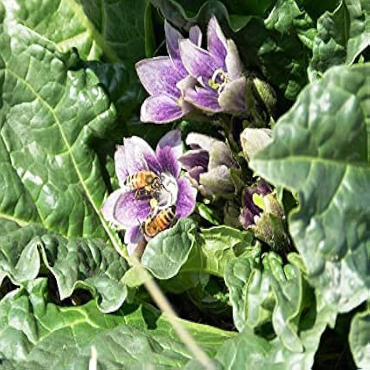 Mandragora Flower Seeds  Heirloom, Non-GMO Rare Garden Seeds for Planting Unique Blooms
