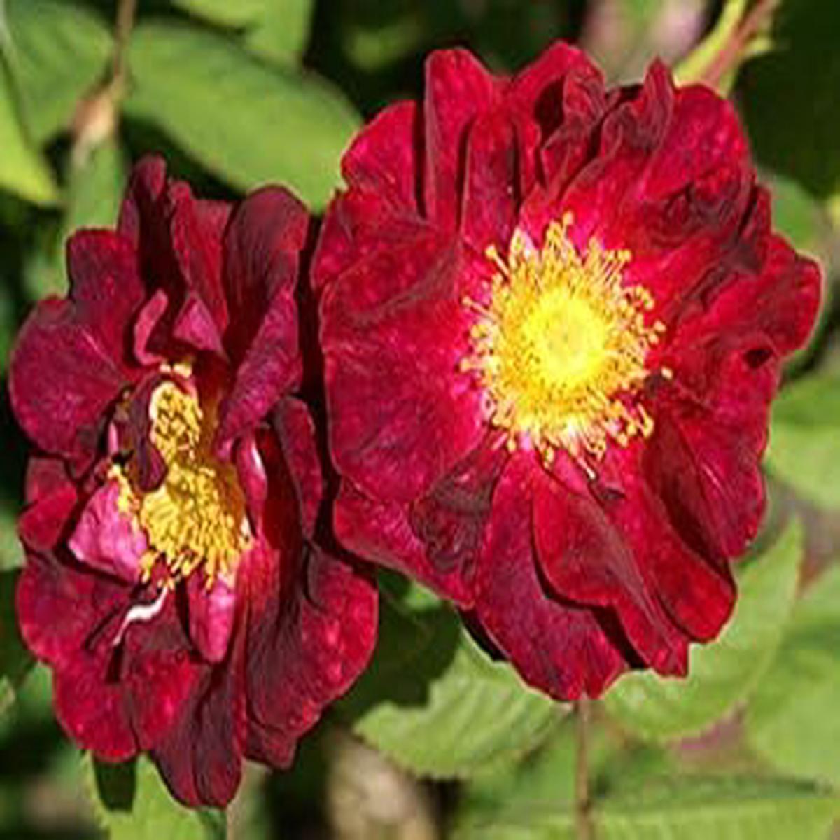 Maroon Rugosa Rose Heirloom Non-GMO Seeds for Planting