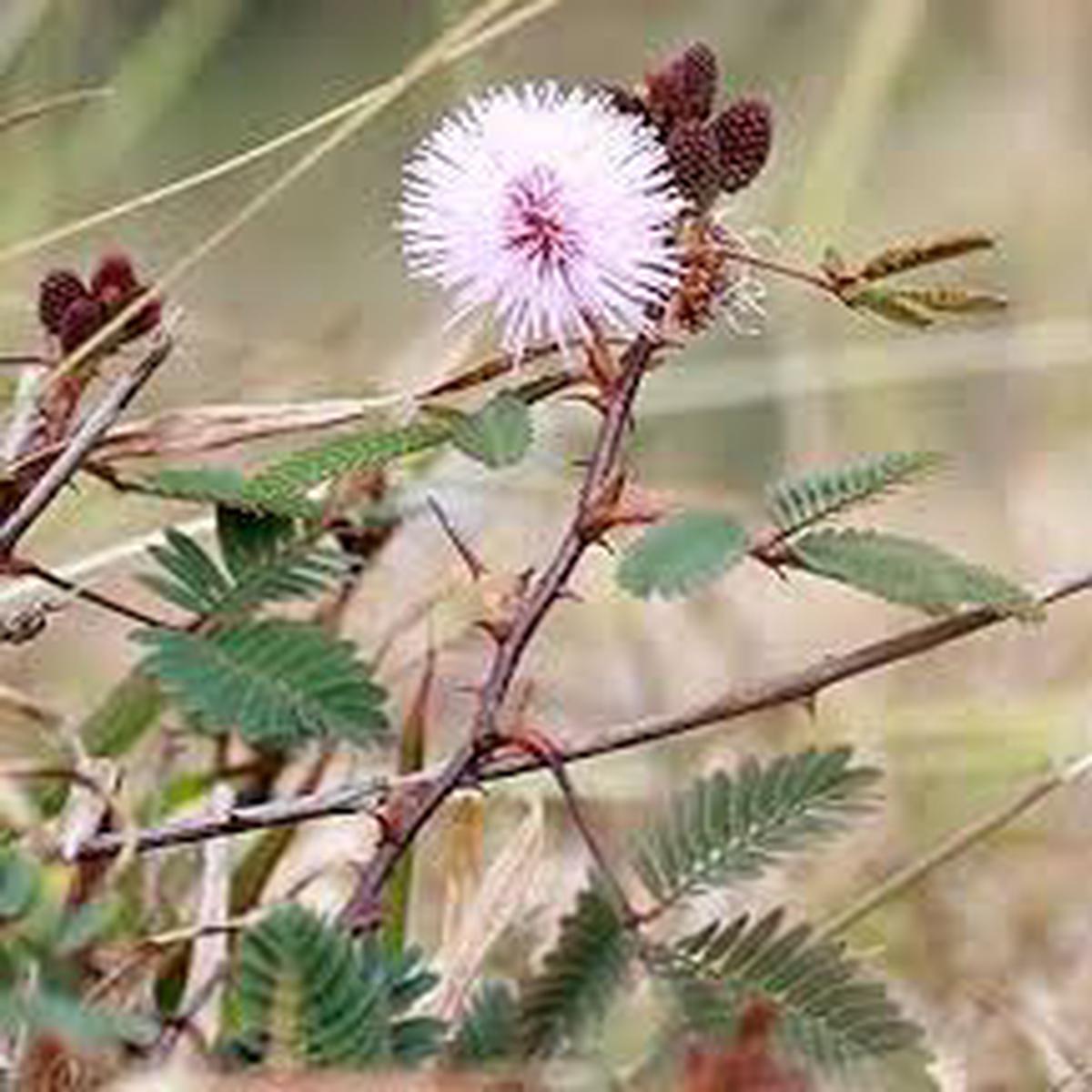 Mimosa Flower Seeds for Planting | Heirloom Non-GMO Organic Garden Seeds