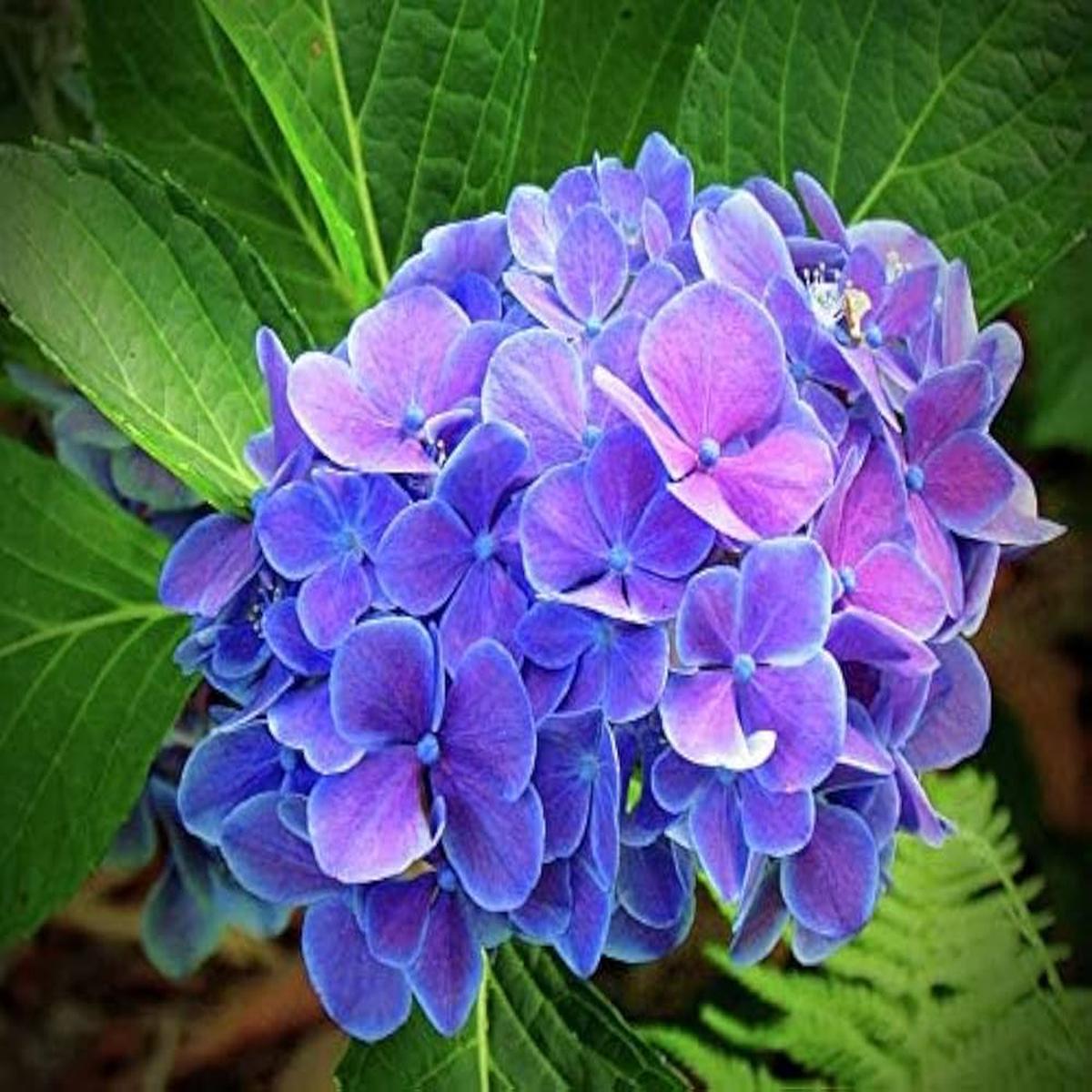 Mini hydrangea flower Hydrangea macrophylla seeds for planting in home garden or decorative containers