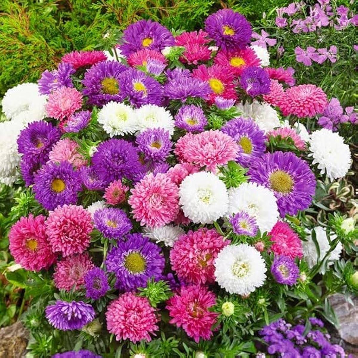 Mix Aster Flower Seeds for Planting Fragrant Blossoms, Heirloom, Non-GMO, High Germination Organic Garden Seeds