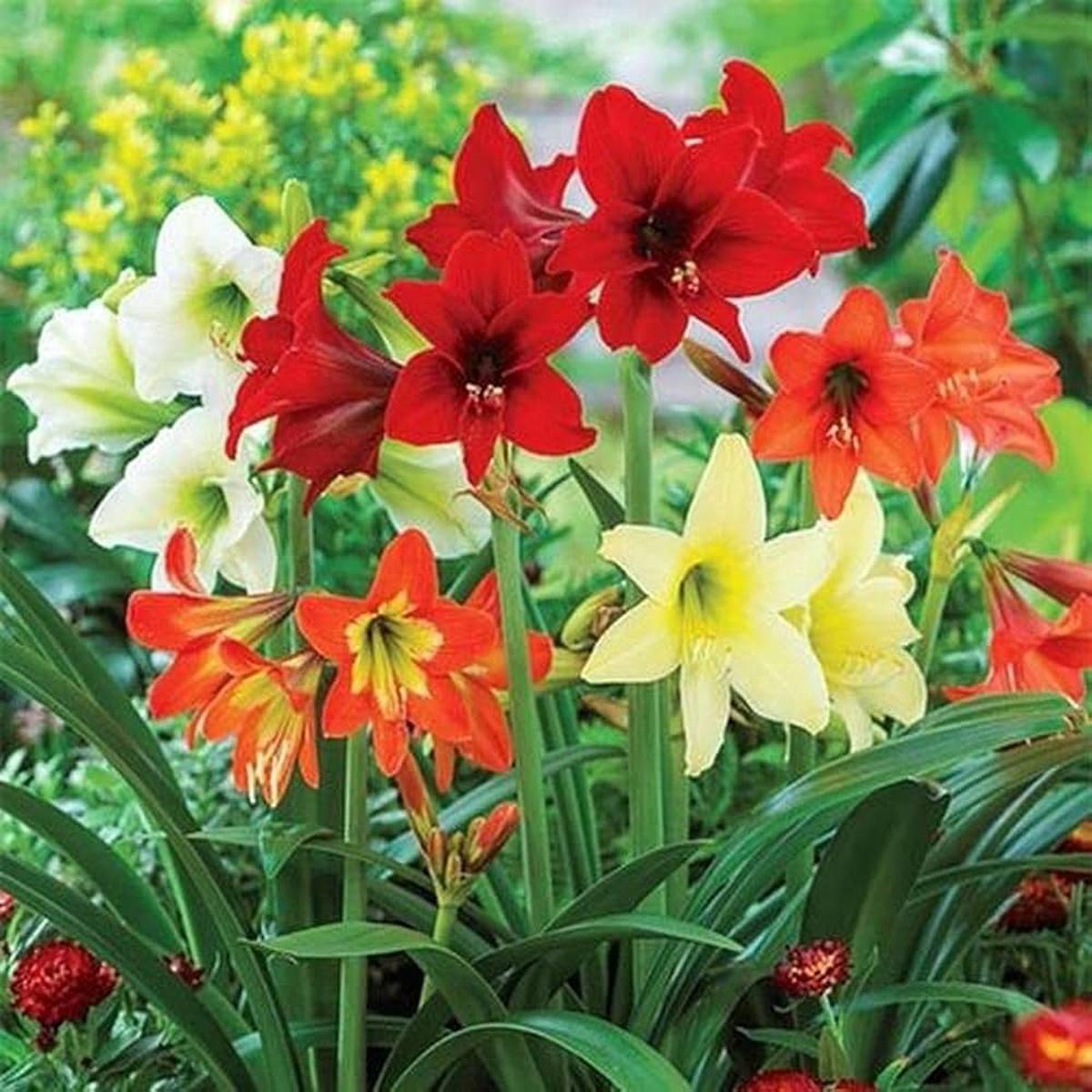 Mixed Amaryllis flower seeds  heirloom, non-GMO flower seeds for planting