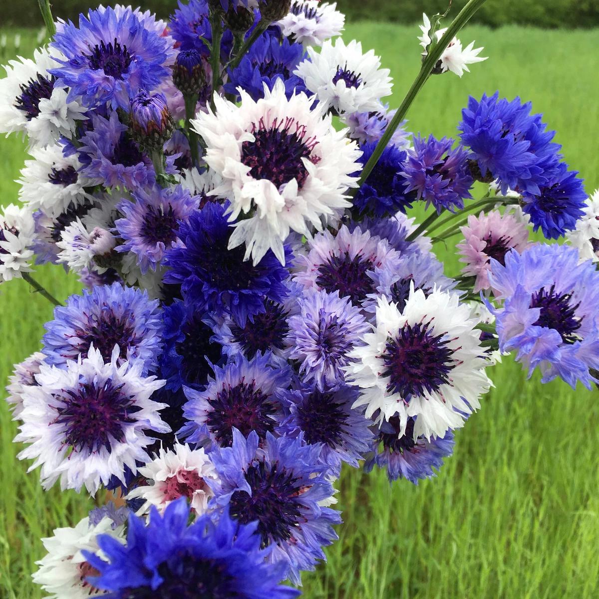 Mixed Bachelor Flower Seeds for Planting, 100
