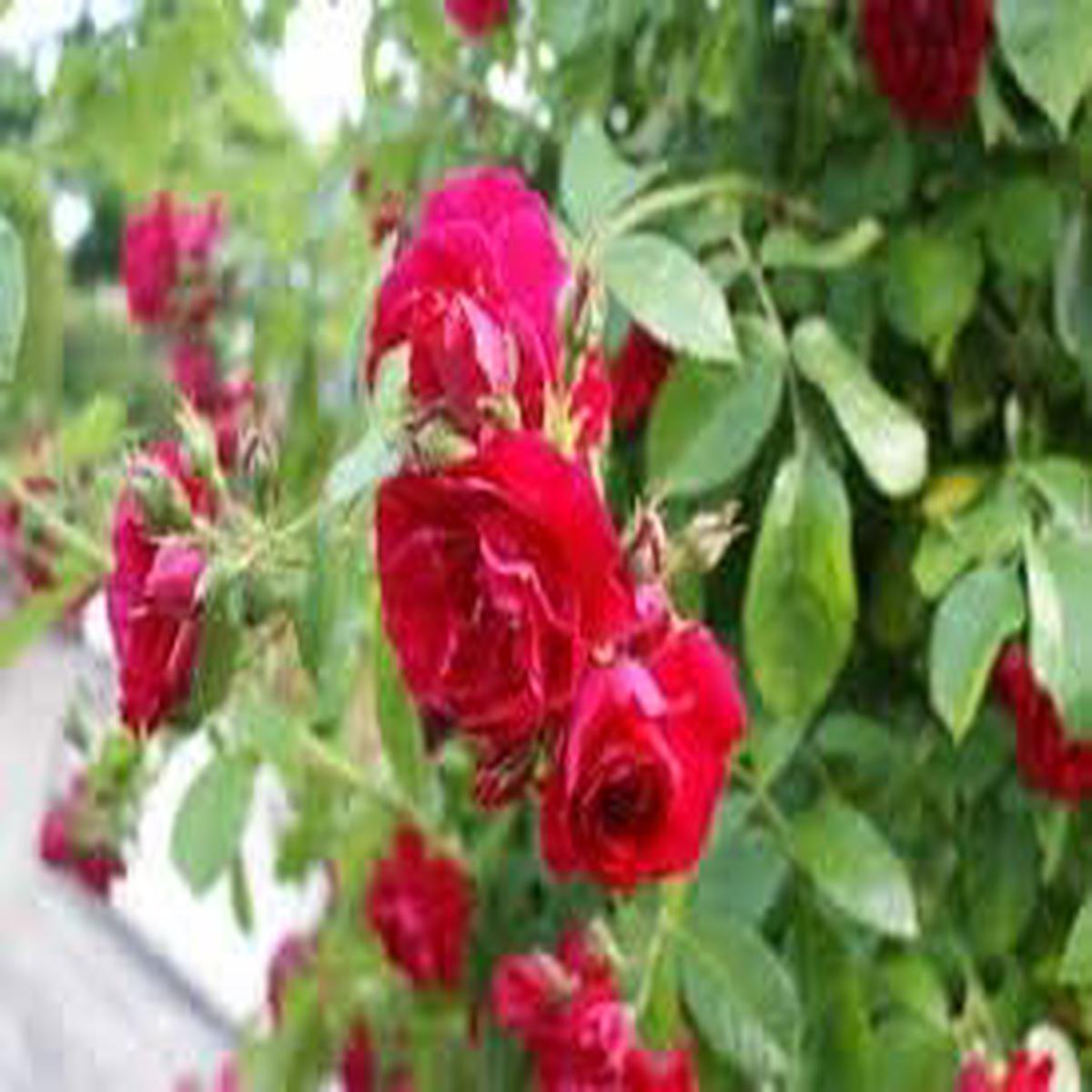 Mixed Climbing Perennial Rose Heirloom Non-GMO Seeds for Planting  High Germination Organic Garden Seeds