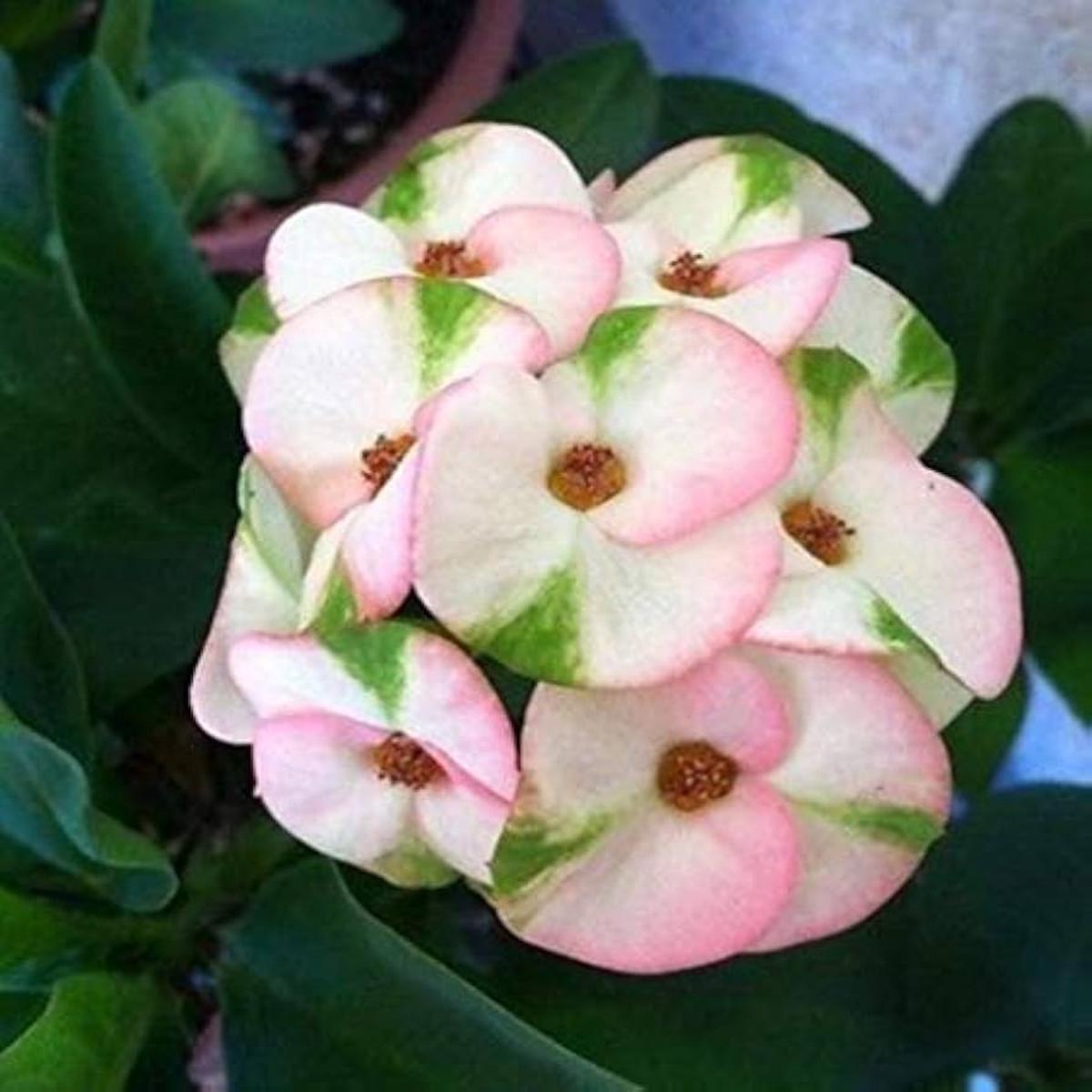 Mixed Crown of Thorns Seeds for Easy Planting