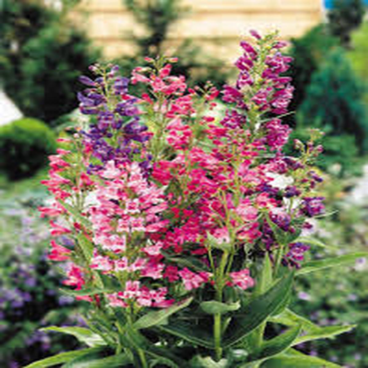 Mixed Penstemon Flower Seeds for Planting  Cut Flower Favorite, Heirloom & Non-GMO Seeds for Home Garden