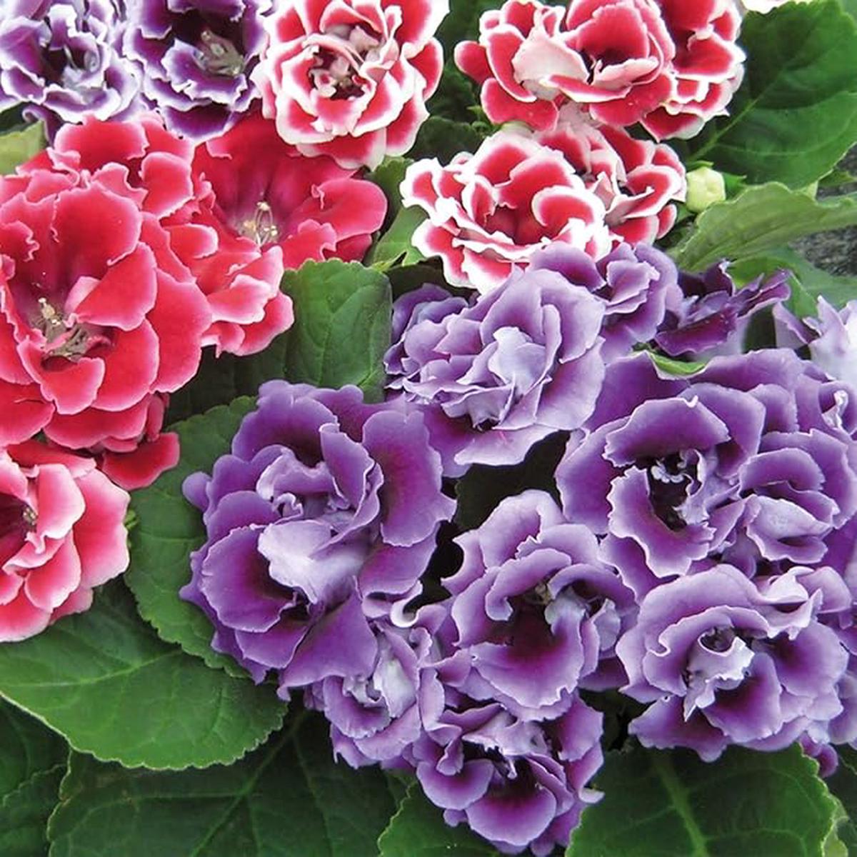Mixed Sinningia Flower Seeds for Planting  Heirloom, Non-GMO, Bright Blooms, Perennial