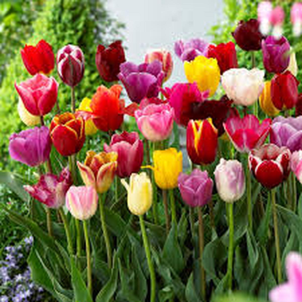 Mixed Tulip Flower Seeds for Planting Heirloom NonGMO Hardy Organic Garden Seeds for Spring Blooms Sale