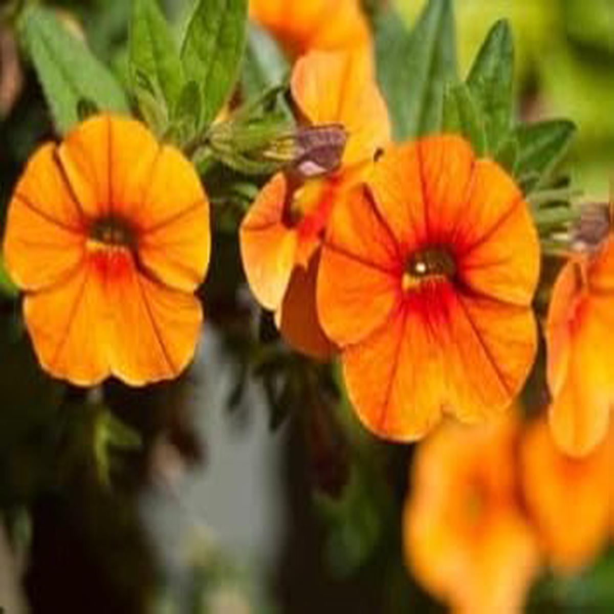Orange Red Petunia Flower seeds for Planting Organic Quality Heirloom & GMO Free Seeds For Home Garden Sale