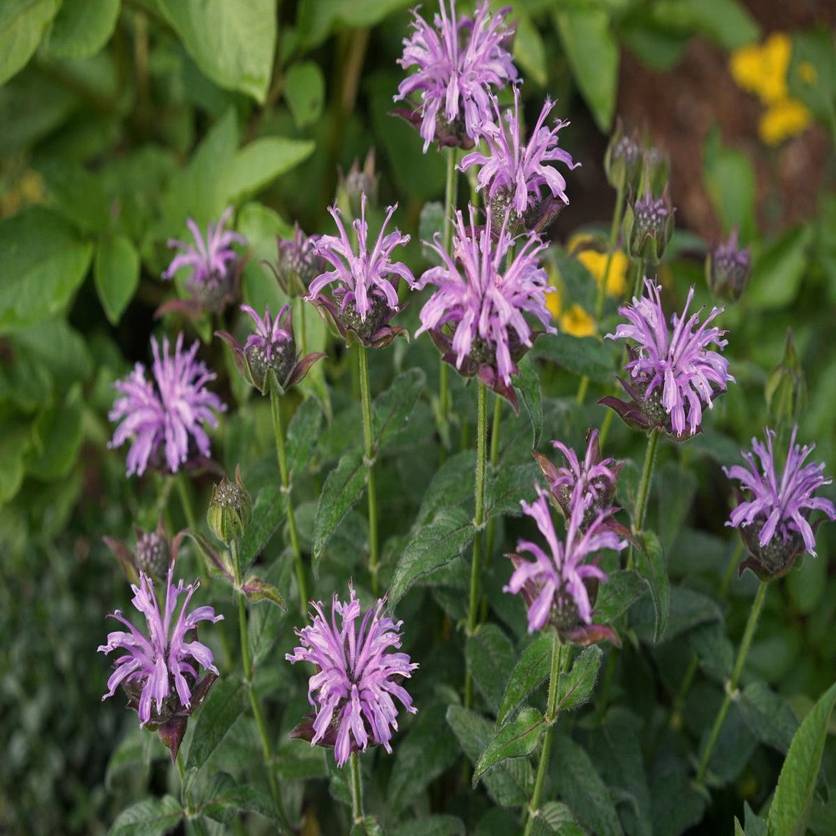 Organic Bee Balm Seeds for Planting Heirloom, Non-GMO, Easy to Grow, Pollinator-Friendly, Perennial