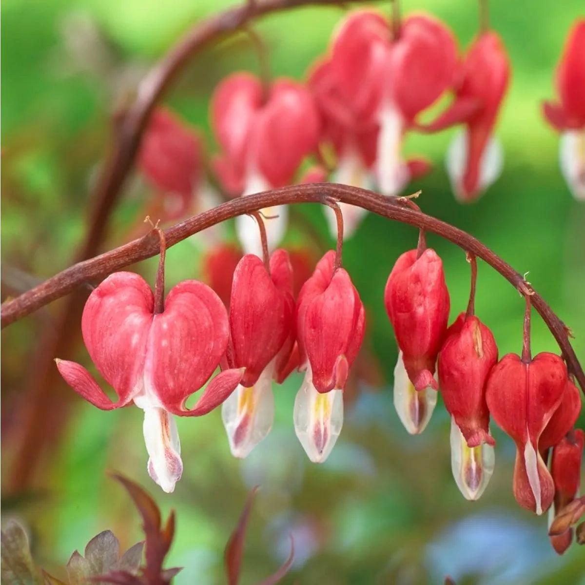 Organic Heirloom Non-GMO Bleeding Heart Seeds for Planting  Shade Garden Flowers