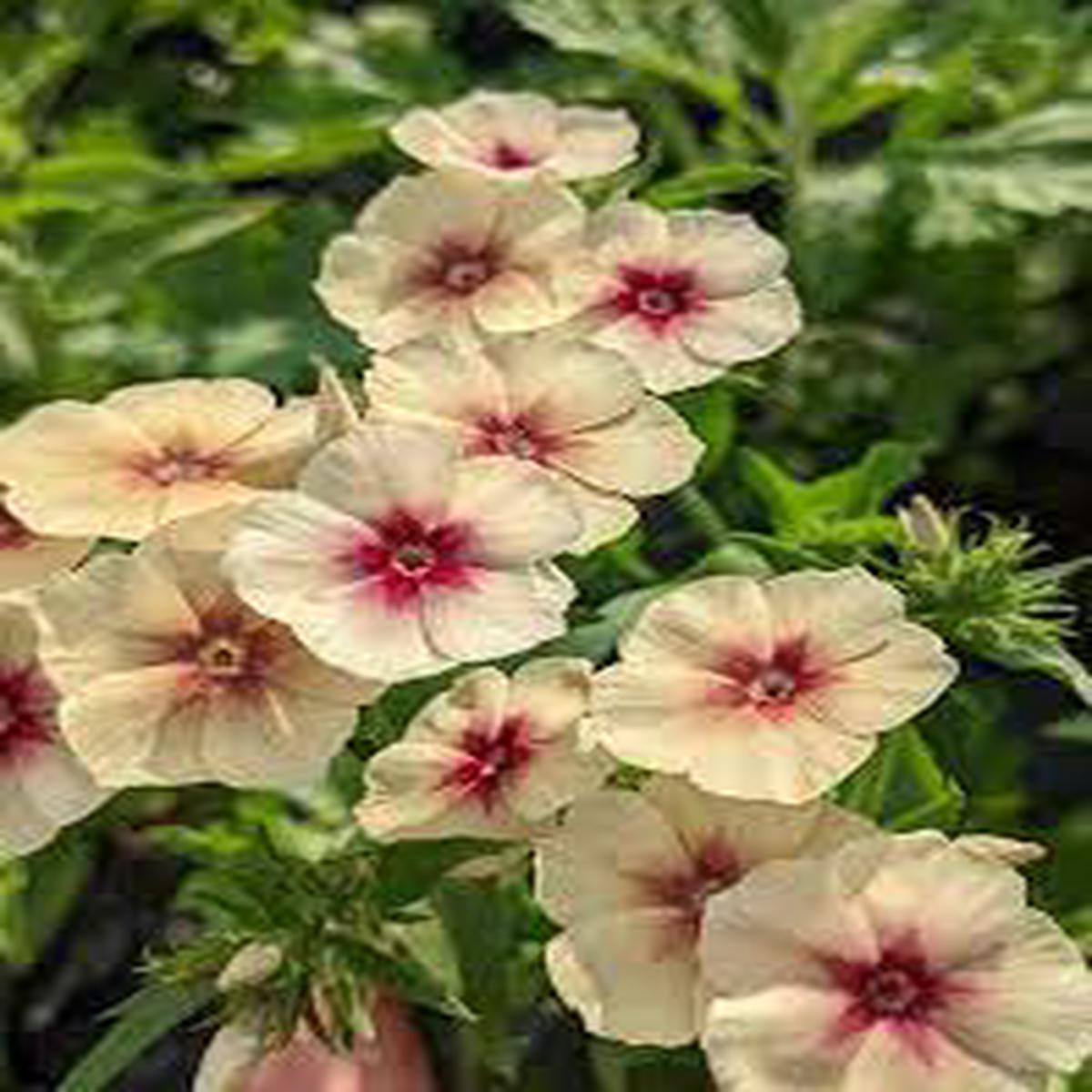 Phlox cherry caramel Flower Seeds for Planting – Organic, Heirloom & Non-GMO Garden Seeds