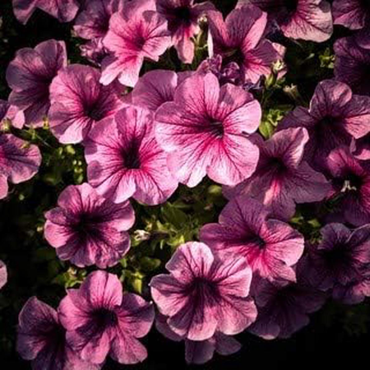 Pink Black Petunia Flower Seeds for Planting  Heirloom, Non-GMO, High Germination Organic Garden Seeds