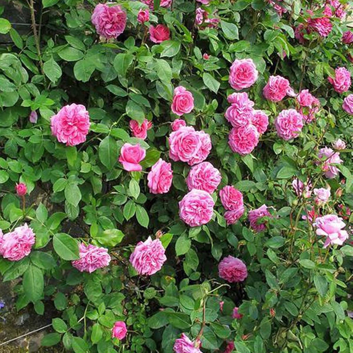 Pink Climbing Perennial Rose Flower Seeds for Planting Heirloom, Non-GMO, Low Maintenance, High Germination