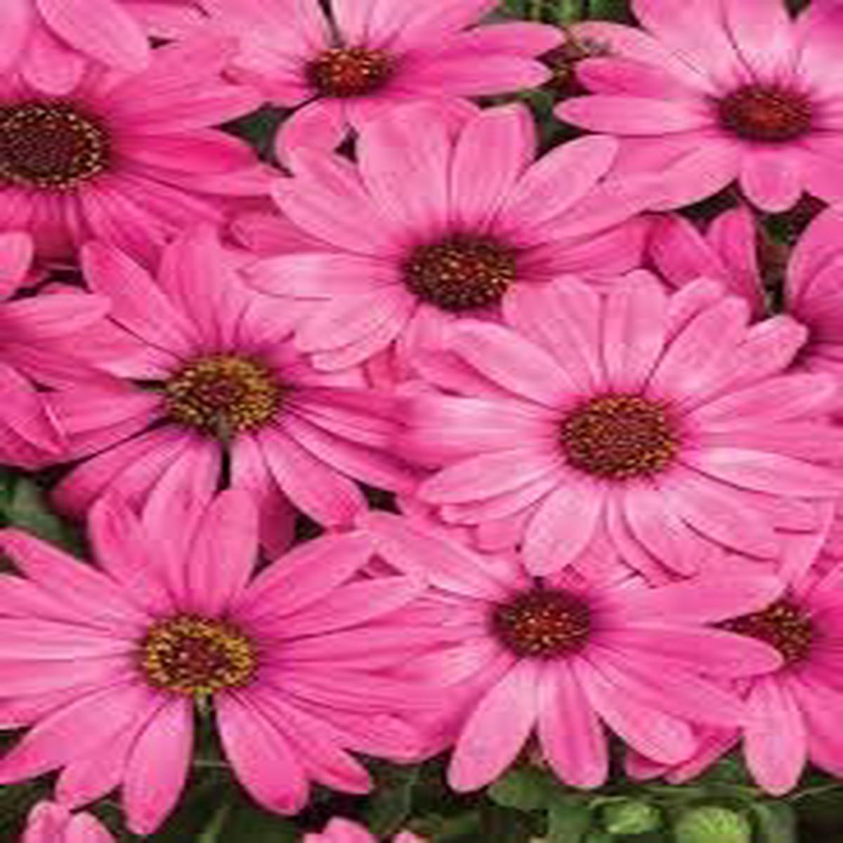 Pink Osteospermum Flower Seeds Heirloom Non-GMO Seeds for Planting  High Germination Organic Garden Seeds