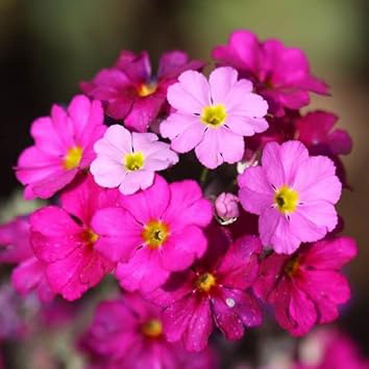 Pink Primrose Flower Seeds for Planting, 100 pcs
