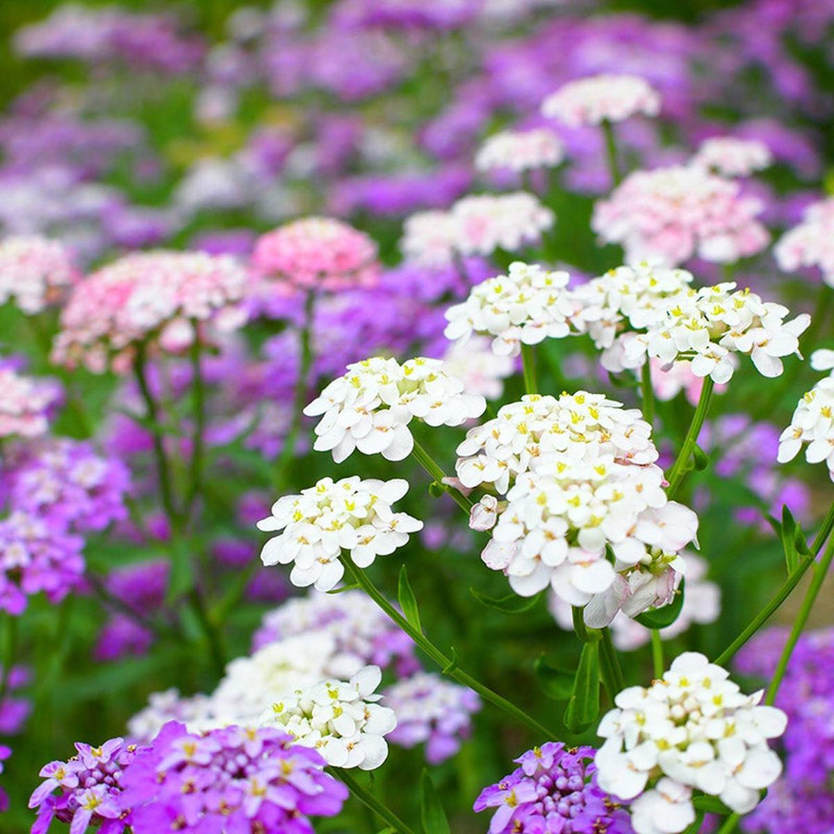 Purple & Pink Iberis Candytuft Mix Seeds for Stunning Garden Color