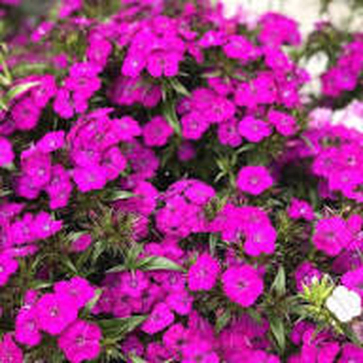 Purple Pink Linifolium Flower Seeds for Planting Heirloom Non-GMO High Germination Organic Garden Seeds