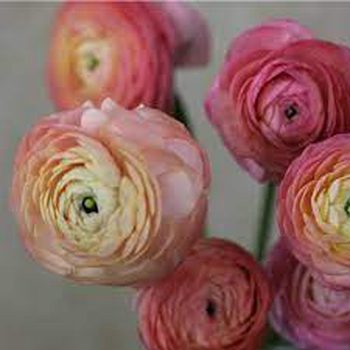 Ranunculus Highline Porcelaine Flower Seeds for Planting Heirloom, Non-GMO, High Germination Organic Garden Seeds
