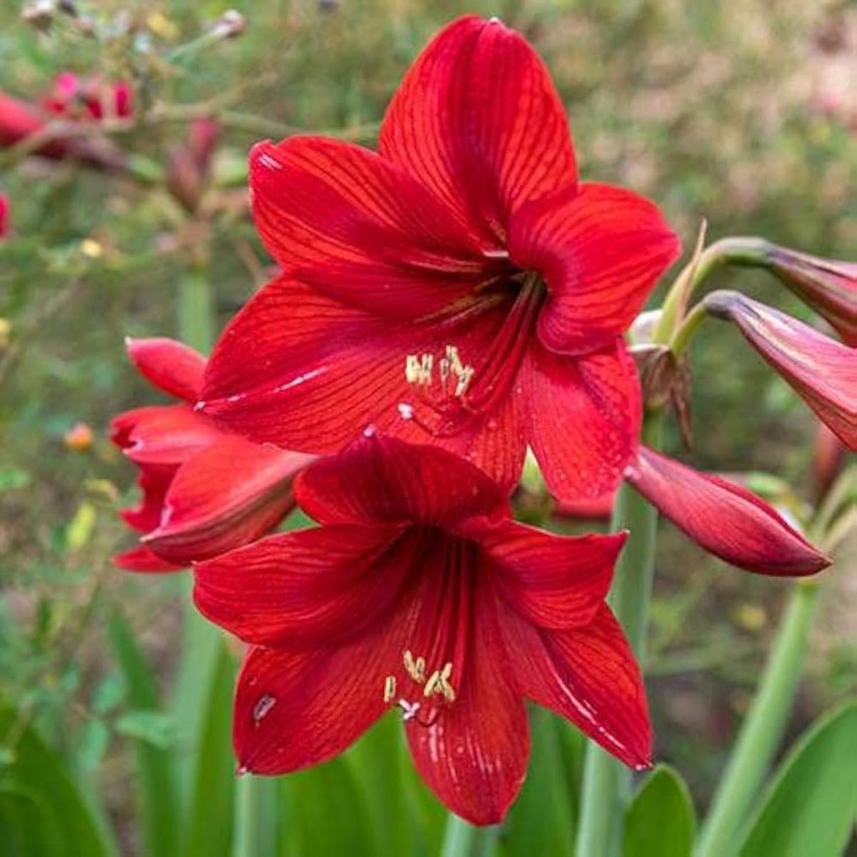 Red Amaryllis Flower Seeds for Planting Heirloom, Non-GMO, High Germination Organic Garden Seeds