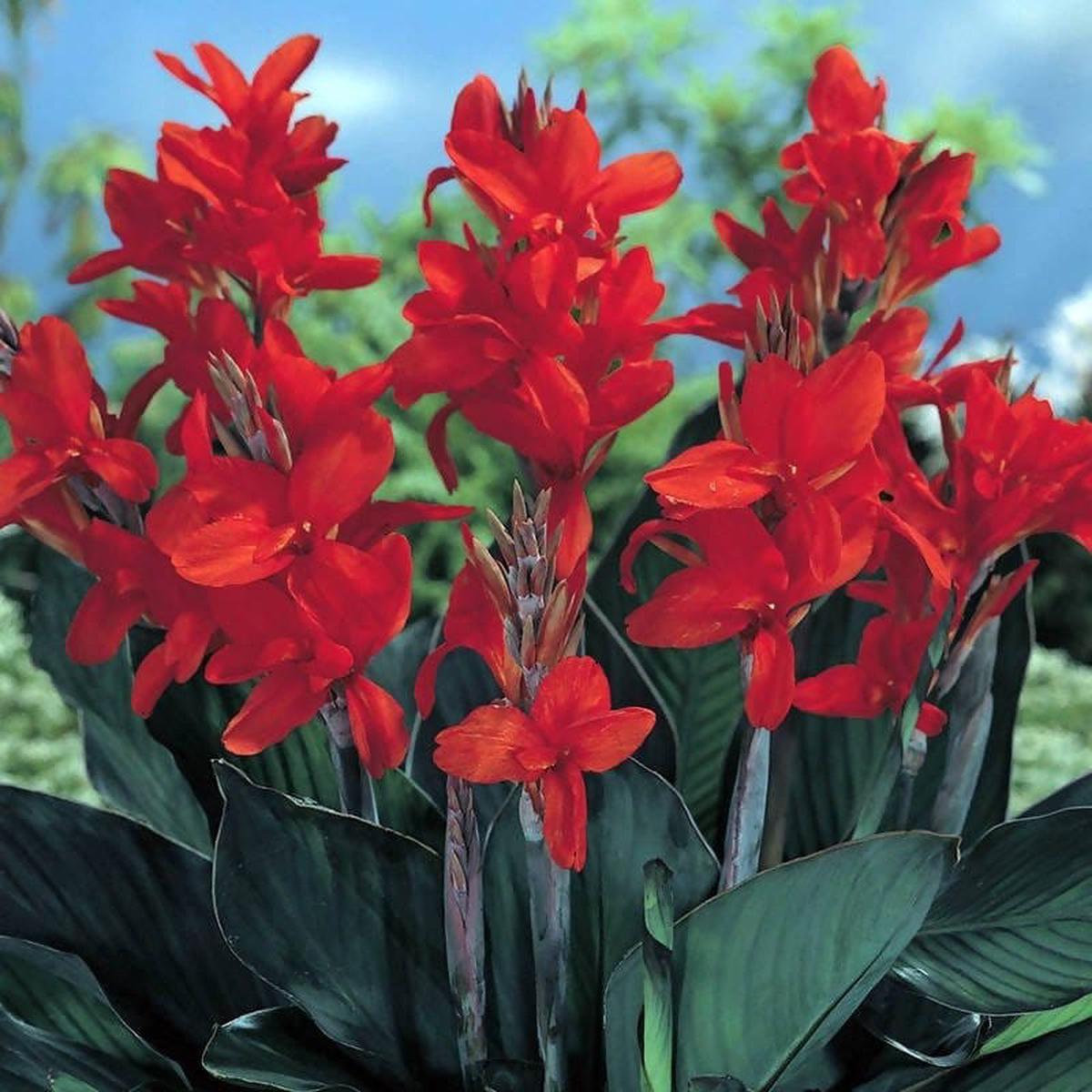 Red Canna Flower Seeds for Planting  Heirloom, Non-GMO & High Germination Organic Garden Seeds