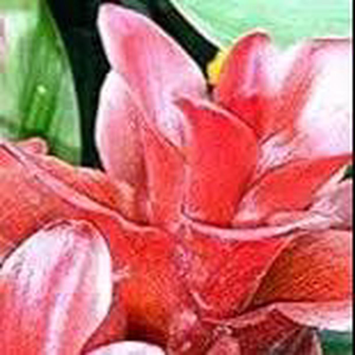 Red Curcuma Aeruginosa Plant Seeds for Planting -NON GMO Seeds
