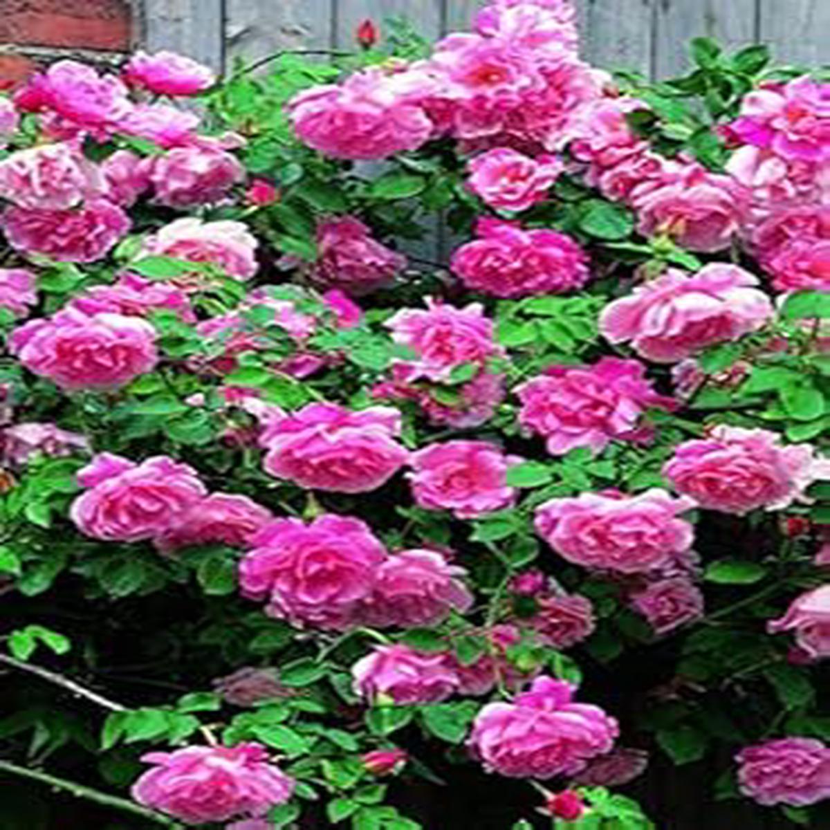 Rose Pink Climbing Perennial Seeds for Planting  Heirloom, Non-GMO, High Germination Organic Garden Seeds