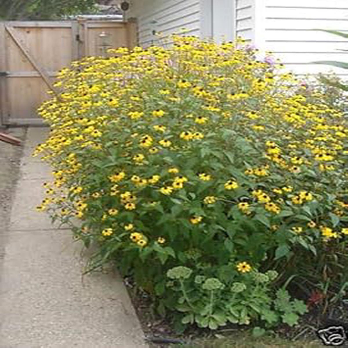 Rudbeckia Triloba Flower seeds for Planting – Wildflower Mix, Heirloom & GMO Free Seeds for Home Garden