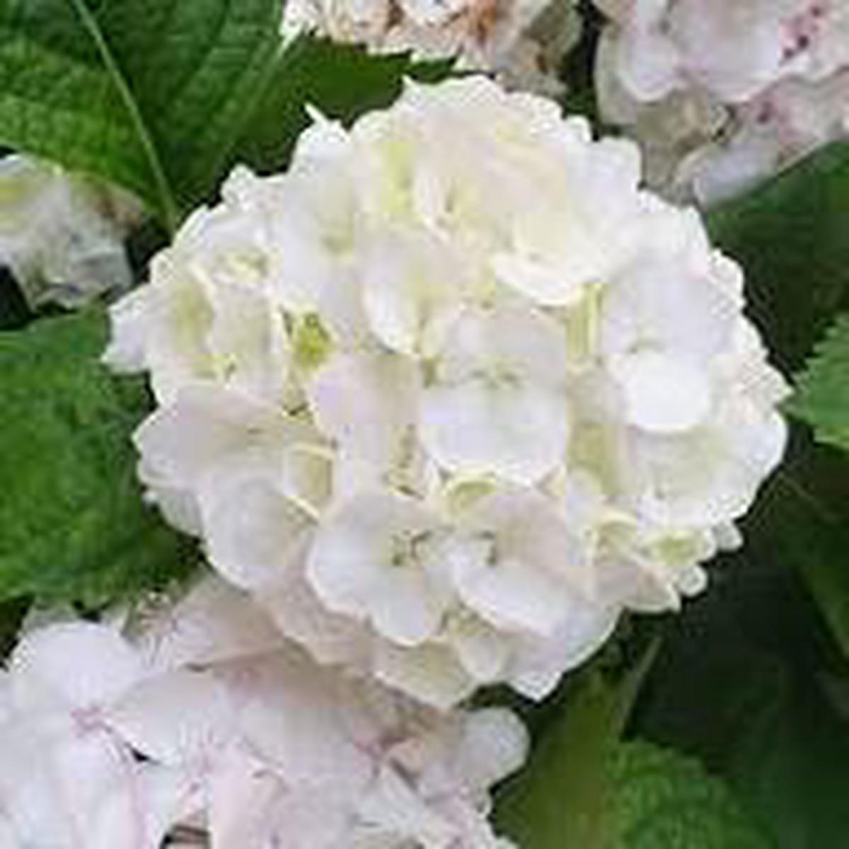 Seaside Serenade Bar Harbor Hydrangea Flower Seeds for Planting Heirloom Non-GMO, High Germination Organic Garden Seeds