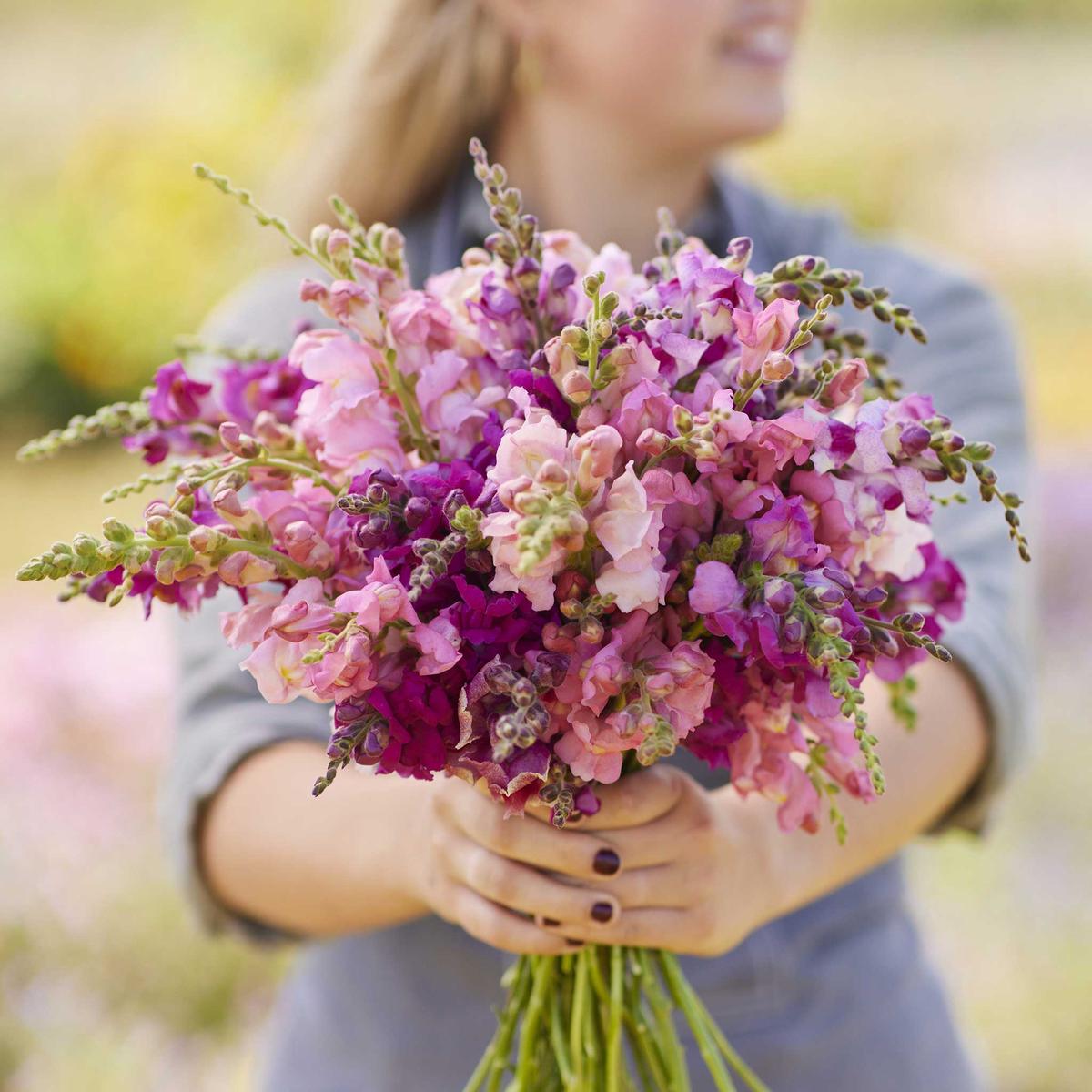 Snapdragon Seeds – Pink Mix F1 Cool Snap