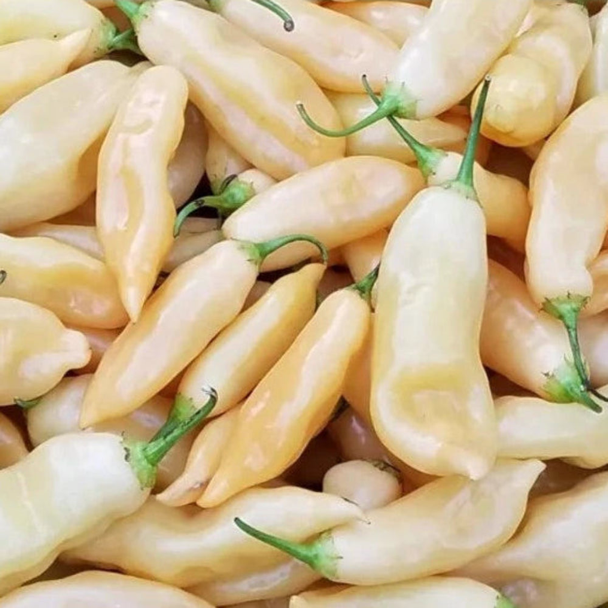 Sugar Rush Peach Hot Pepper Seeds Seeds Shipping  Heirloom, Non-GMO, High Germination Organic Garden Seeds