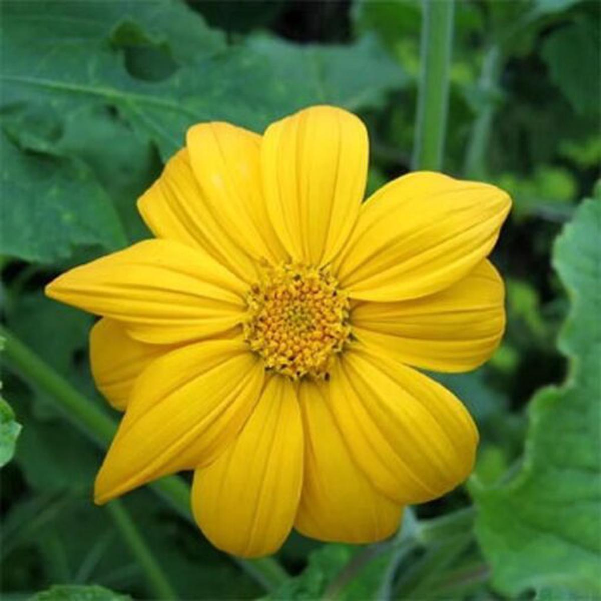 Tithonia Yellow Open Pollinated  Heirloom, Non-GMO, High Germination Organic Garden Seeds