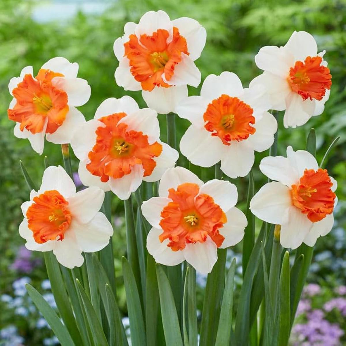 Vibrant Daffodils Seeds – Orange and White for Spring Planting