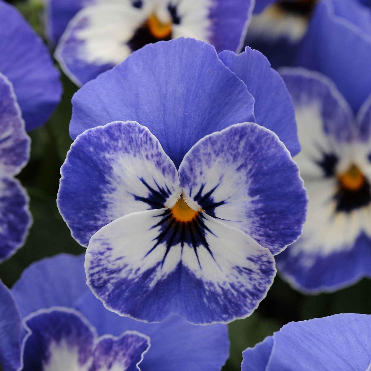 Viola Seeds – Sorbet XP Delft Blue