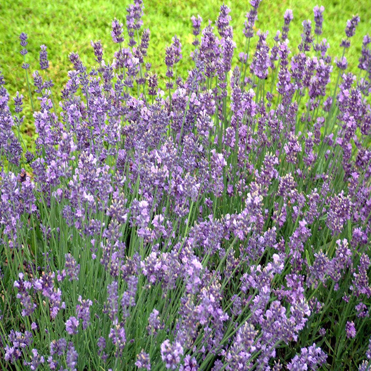 Violet Provence Lavender Flower Seeds for Planting  Heirloom, Non-GMO, High Germination Wildflowers