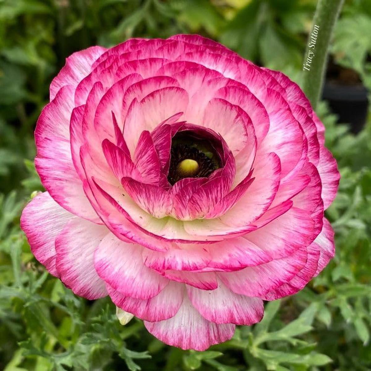 White Pink Ranunculus Flower Seeds  Pollinator Friendly, Heirloom & Non-GMO for Home Garden