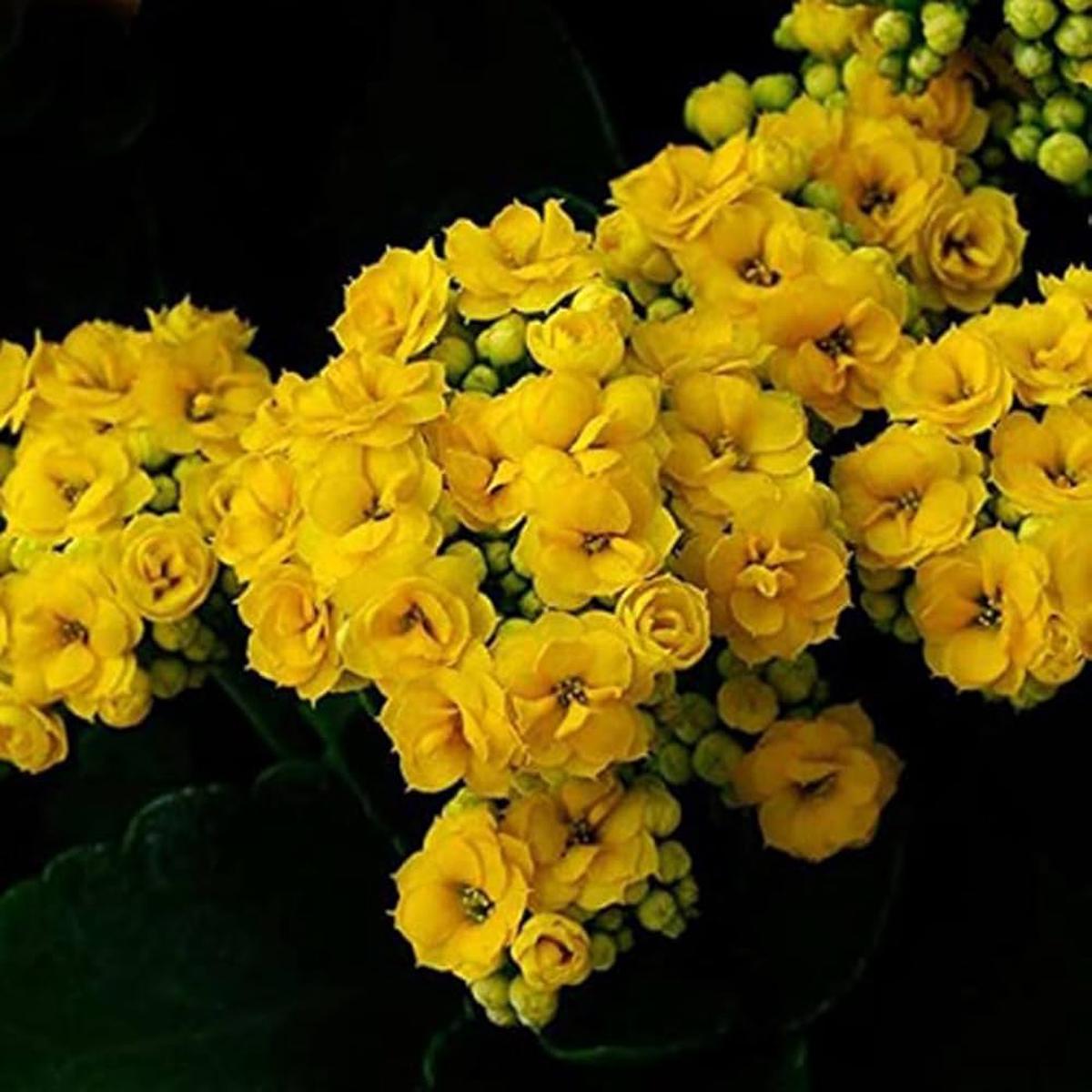 Yellow Kalanchoe Flower seeds for Planting – Fragrant Blossoms, Heirloom & GMO Free Seeds for Home Garden