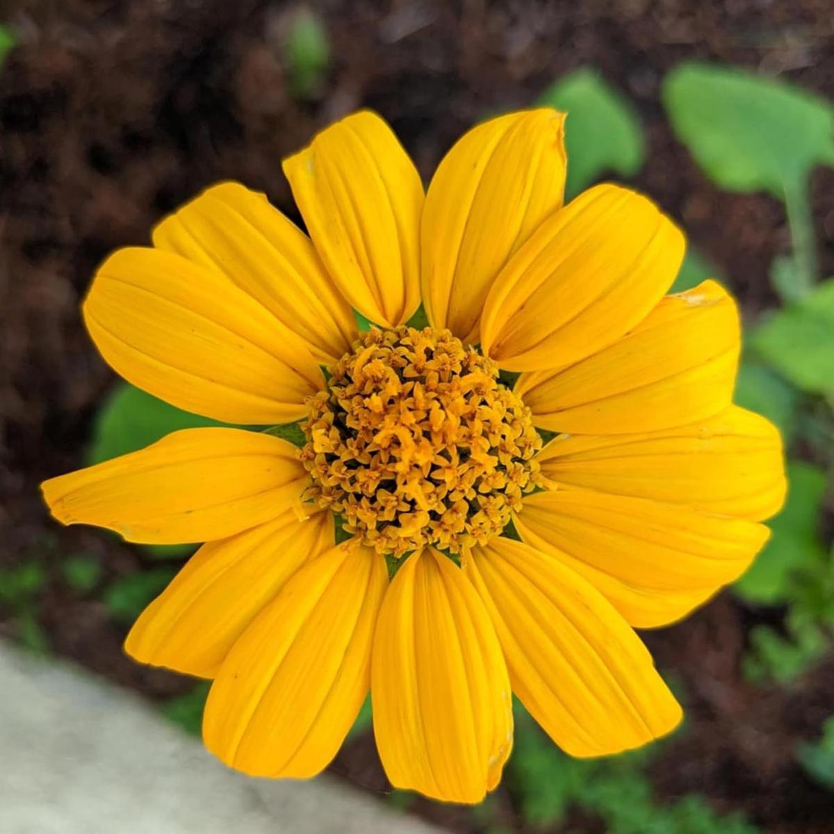 Yellow Mexican Sunflower Seeds Tithonia Diversifolia Perennial Attract Bees & Butterflies Ornamental Gardens Beds Patios Outdoor Flower Seeds